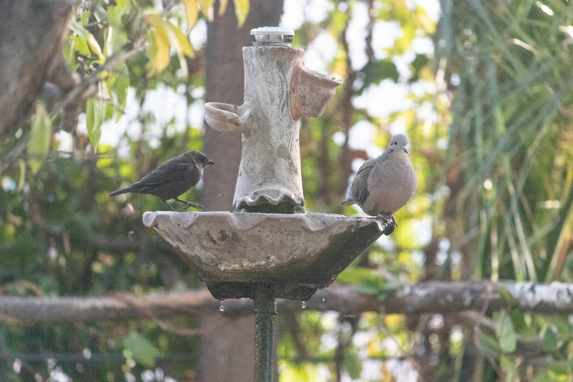 Foto Tordo Renegrido