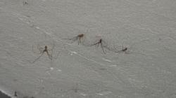Foto Araña De Bodega Jaspeada