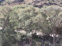 Foto Viscote