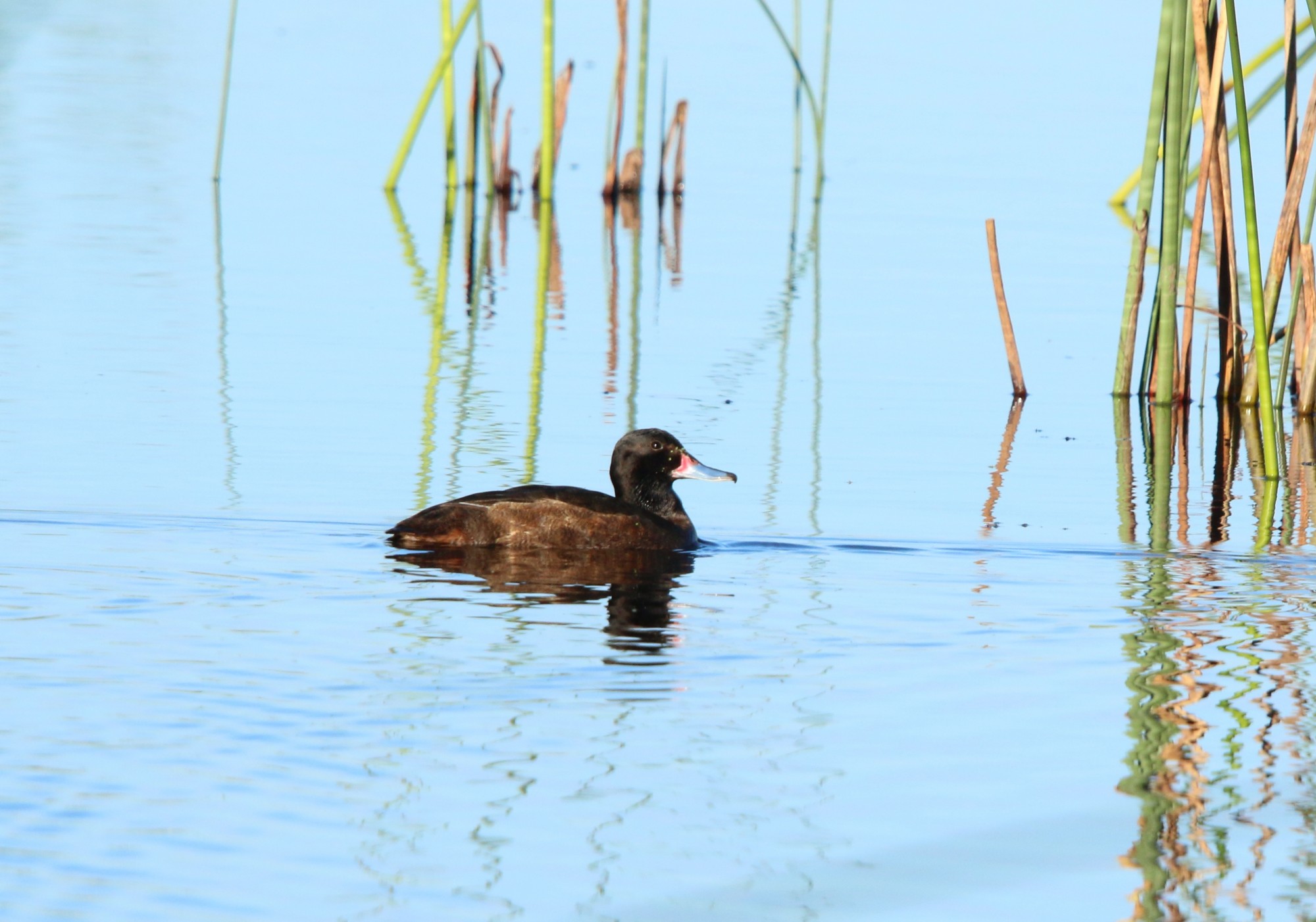 Foto Pato Cabeza Negra