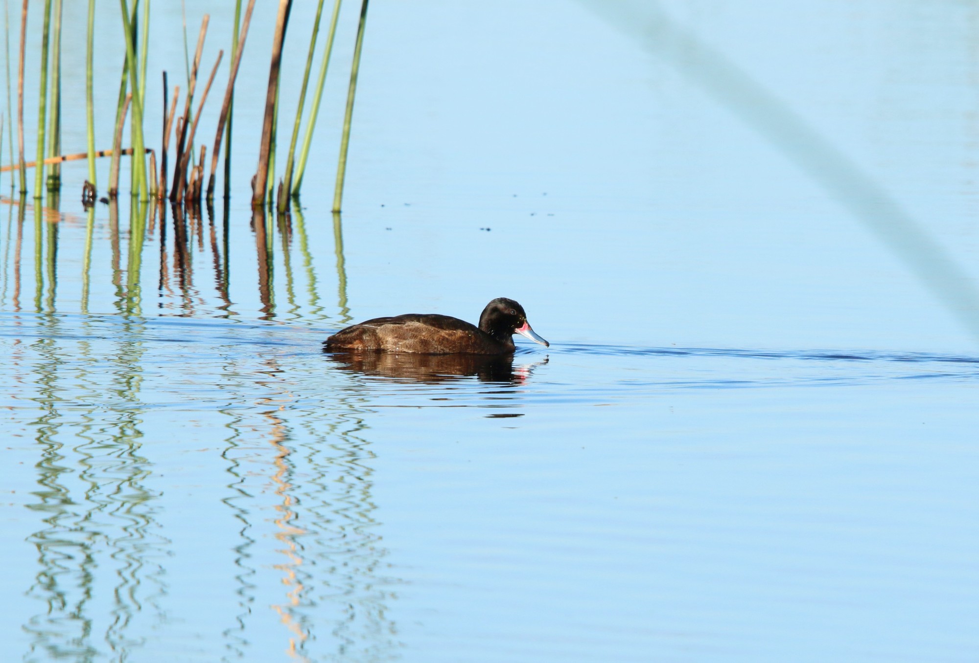 Foto Pato Cabeza Negra