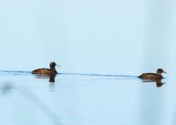 Foto Pato Cabeza Negra