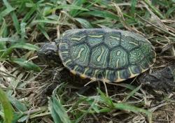 Foto Tortuga Pintada
