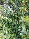Ligustrum sinense