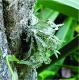 Ramalina celastri