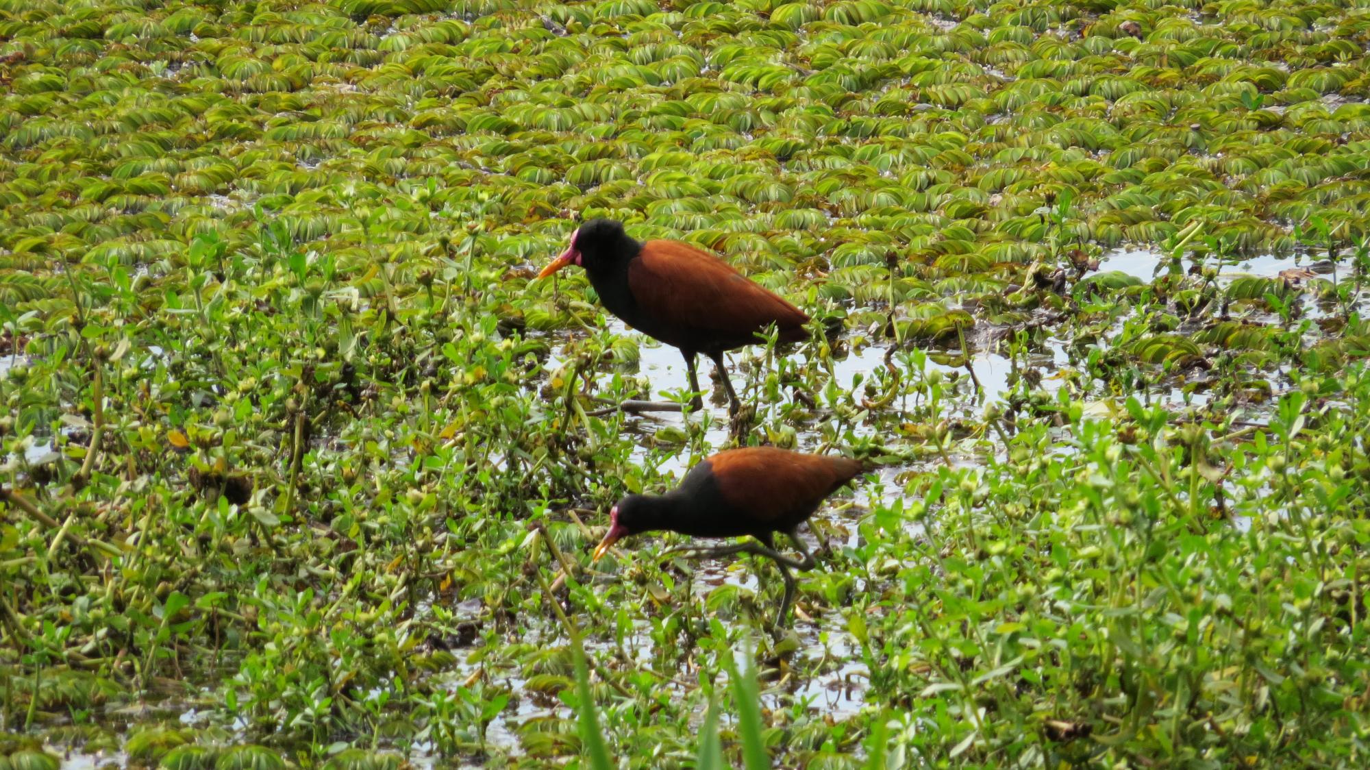 Foto Jacana