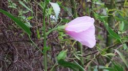 Foto Rosa De Río