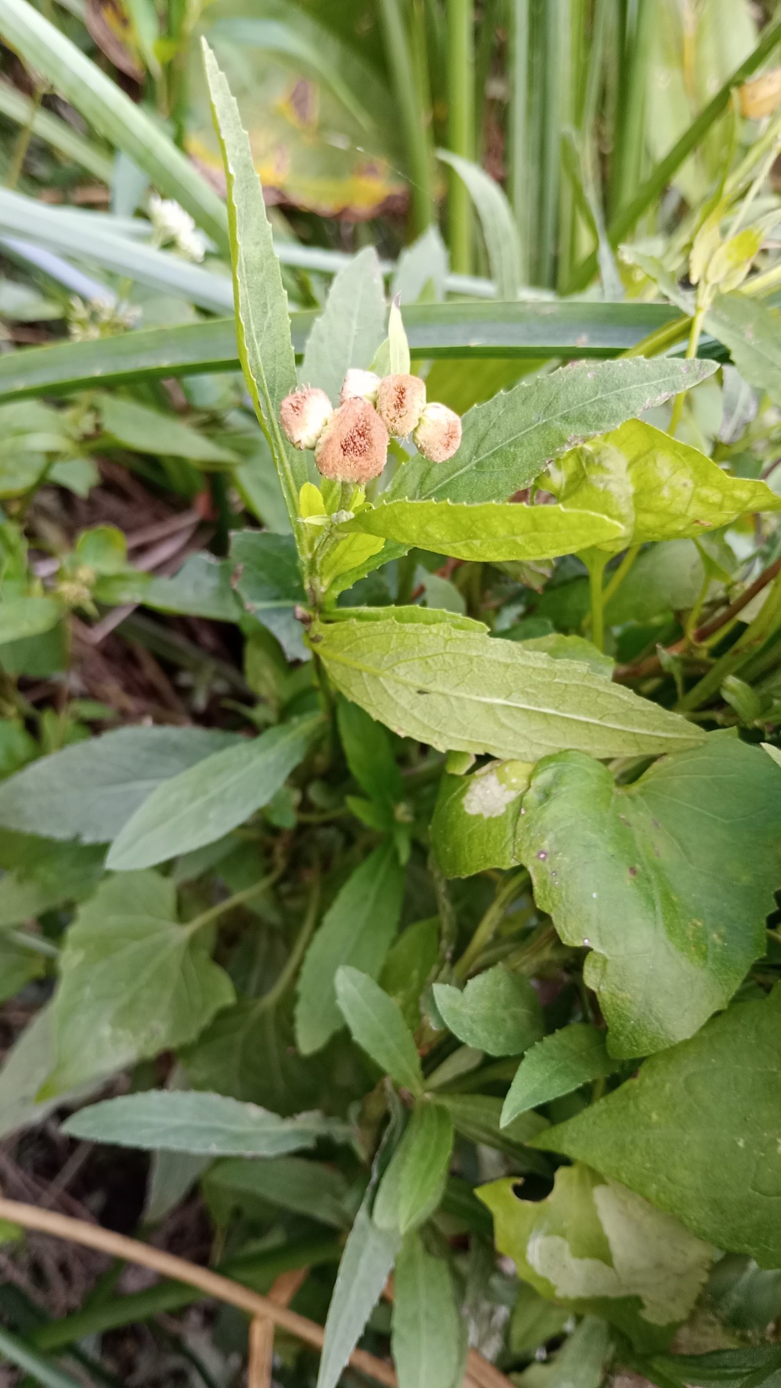 Foto Yerba Del Lucero