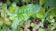 Arum italicum