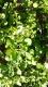 Salpichroa origanifolia