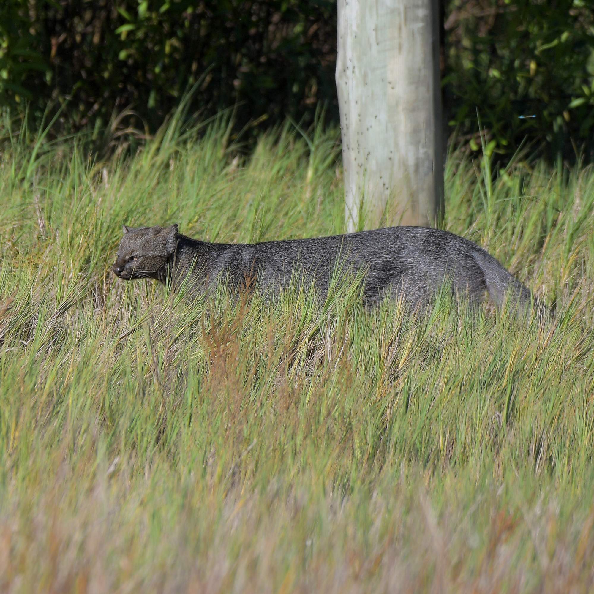 Photo Jaguarundí