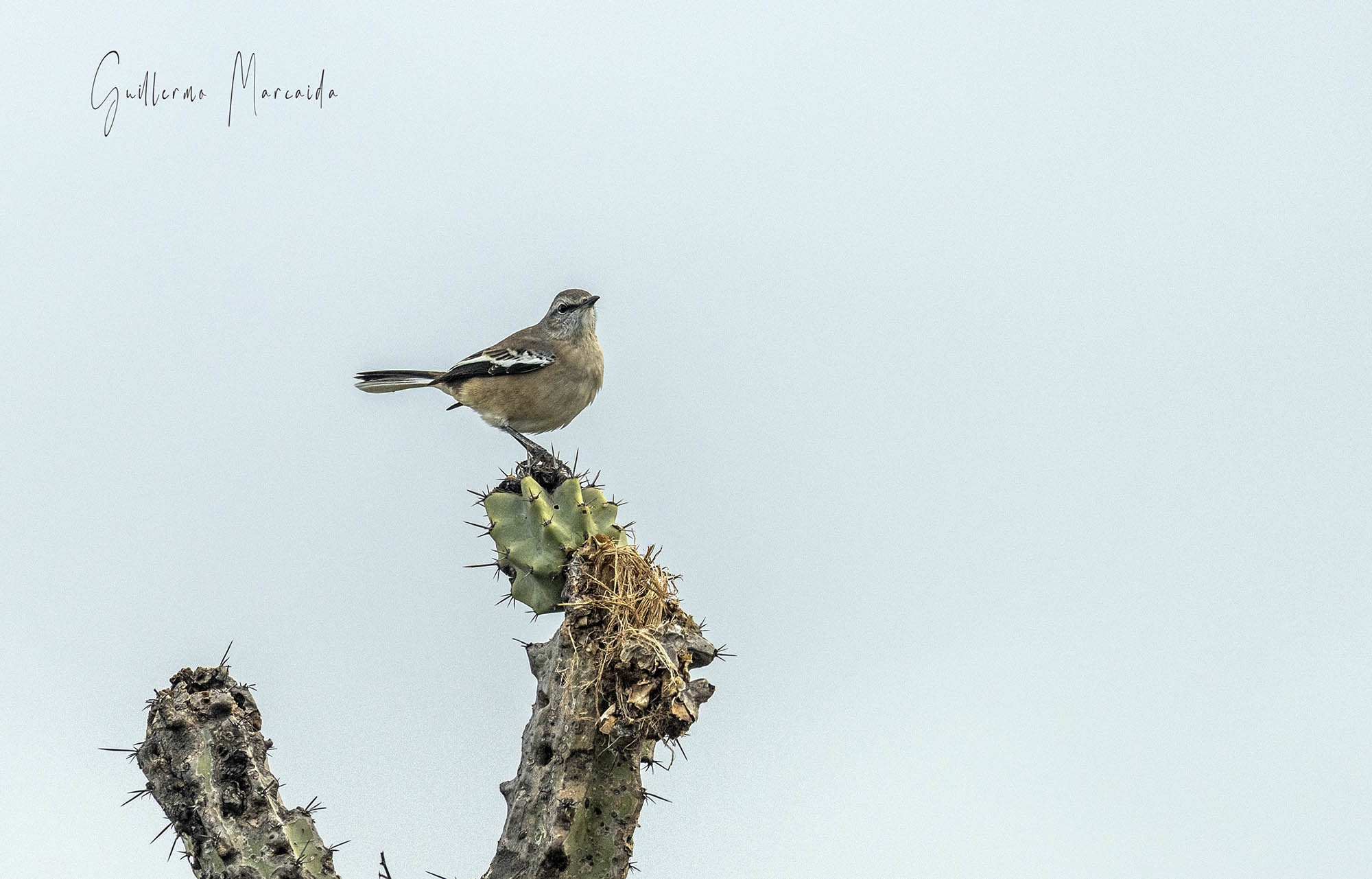Foto Calandria Real