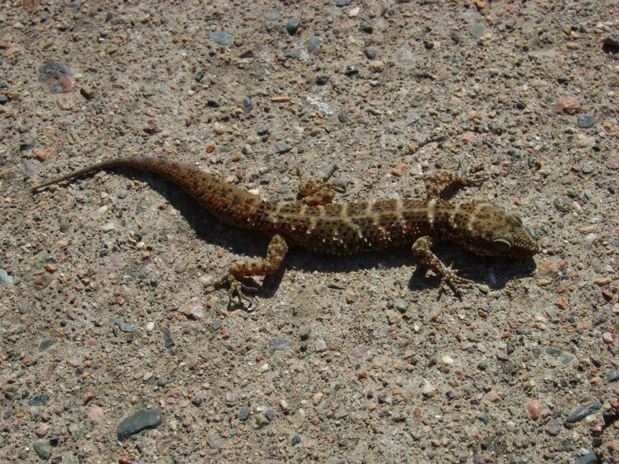 Homonota&nbsp;andicola