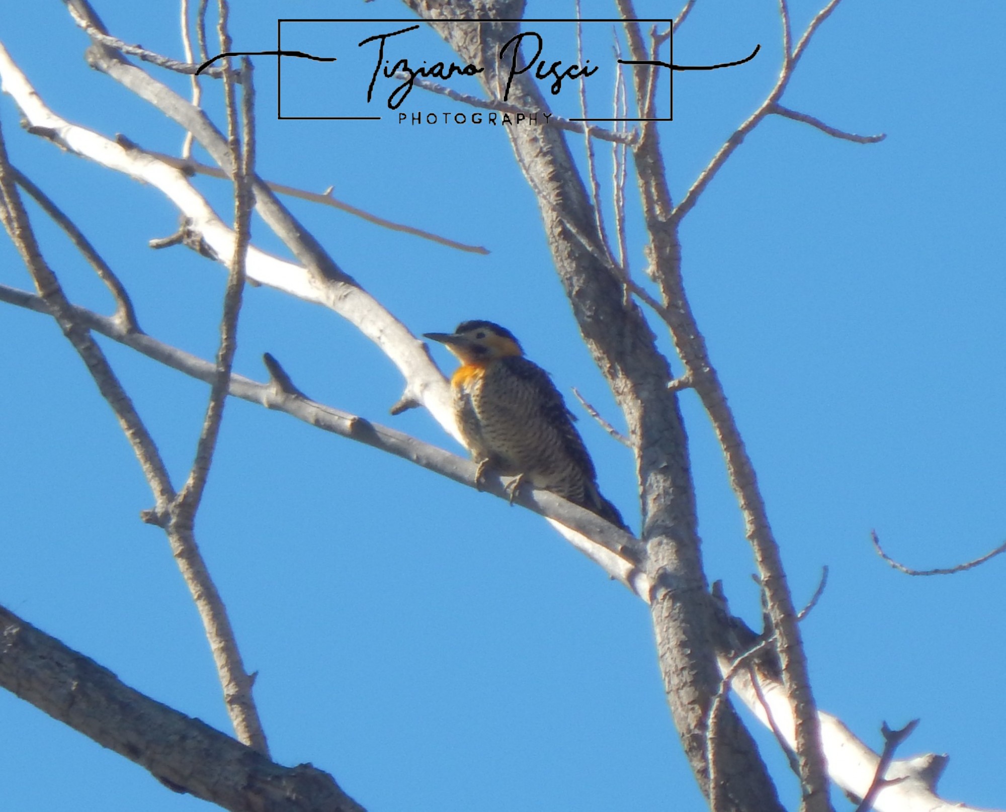 Foto Carpintero Campestre