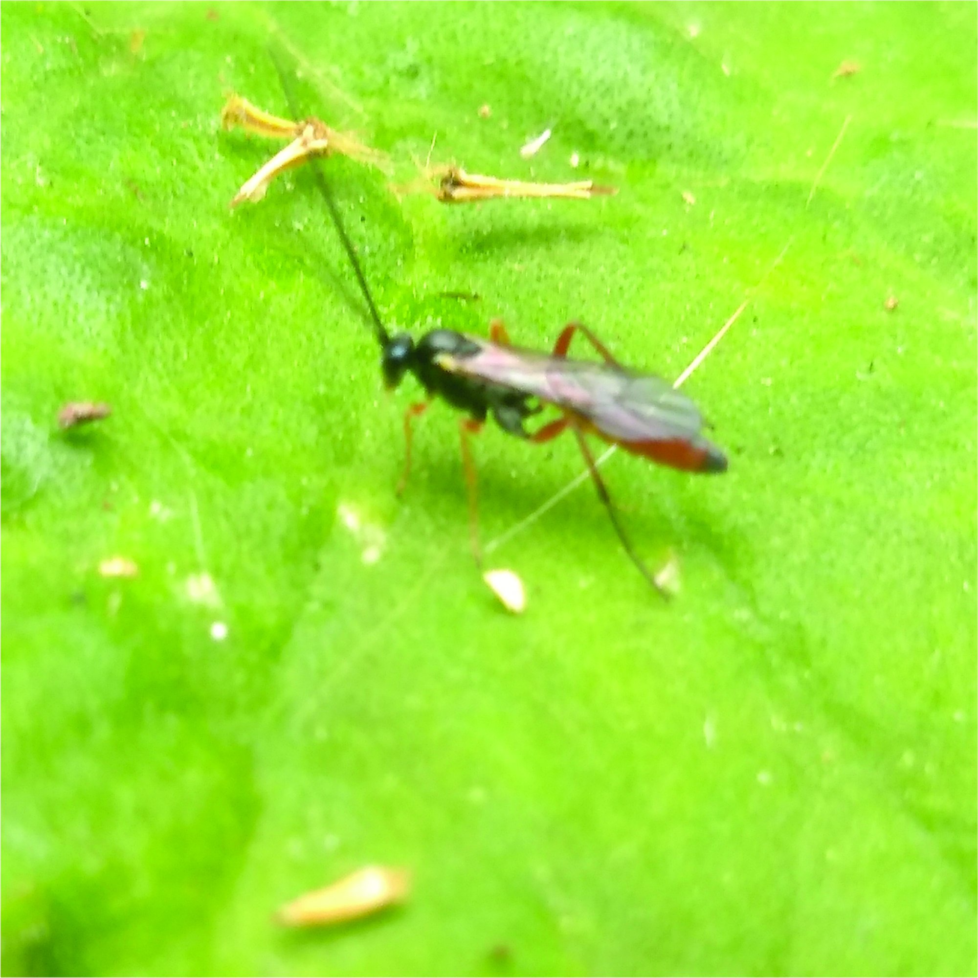 Hyposoter&nbsp;sp.