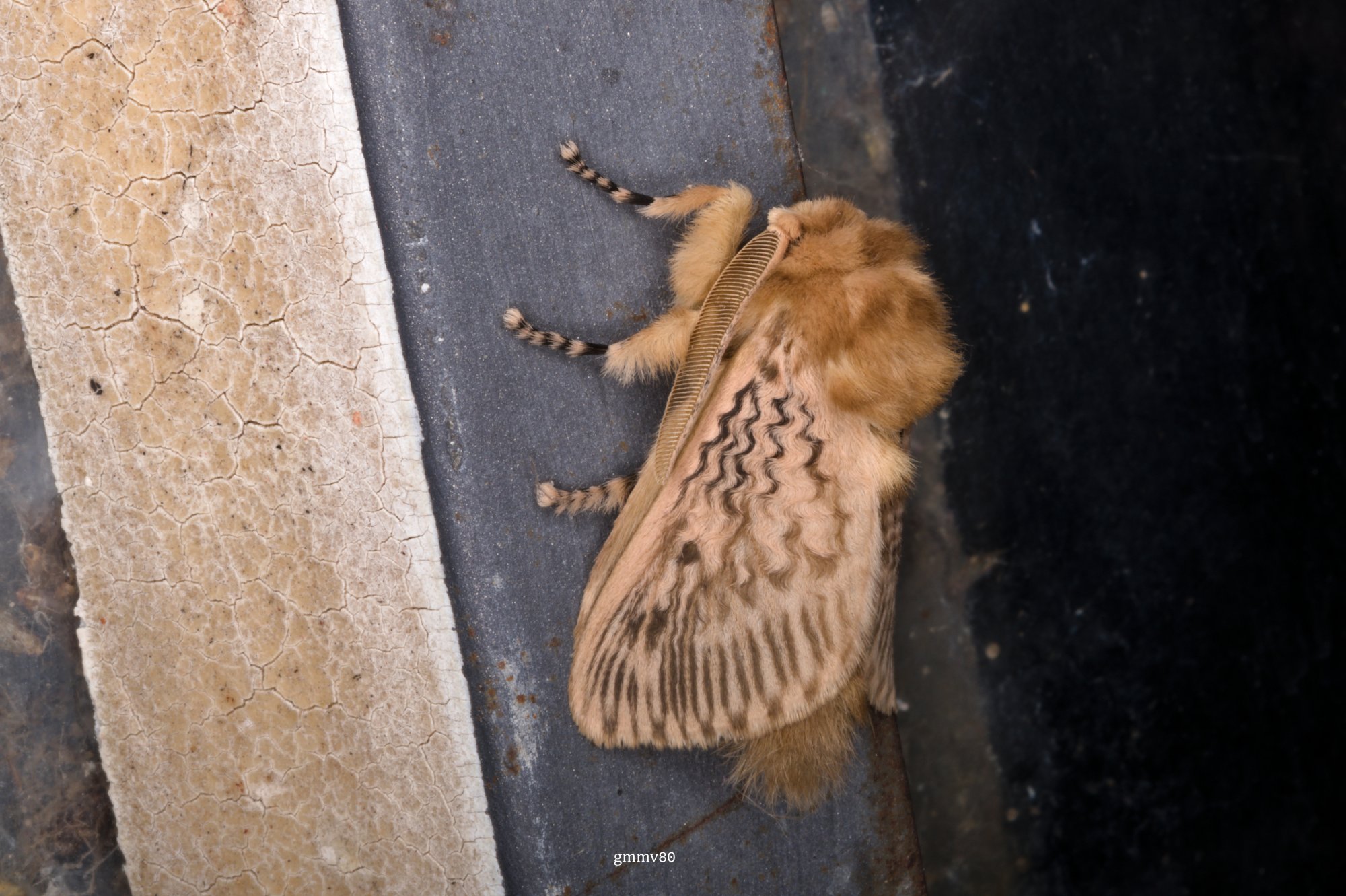 Podalia&nbsp;lanocrispa