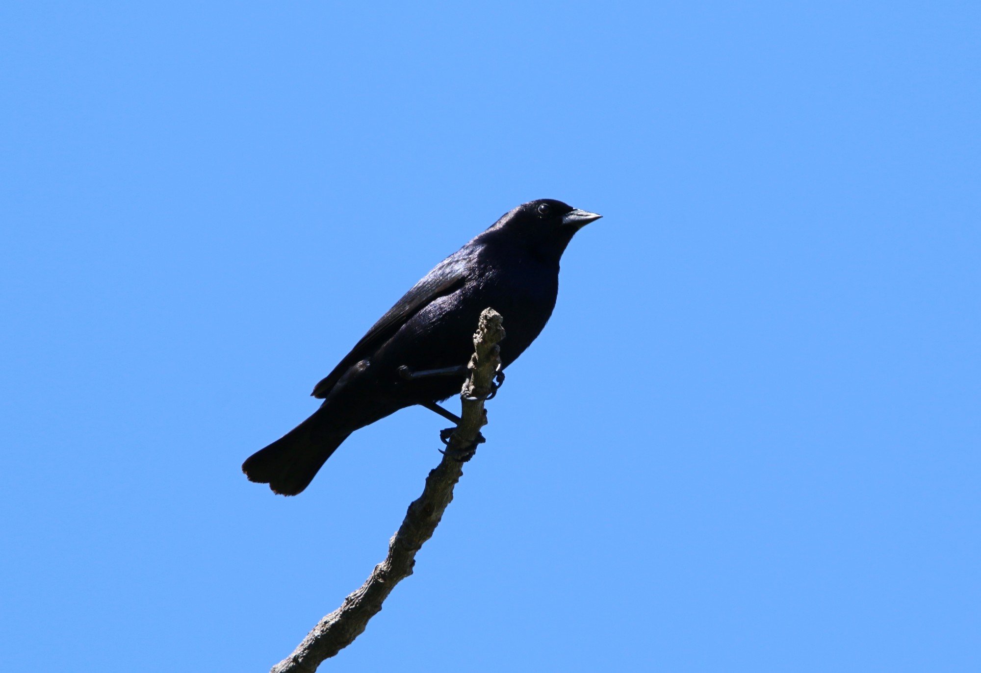 Foto Tordo Renegrido