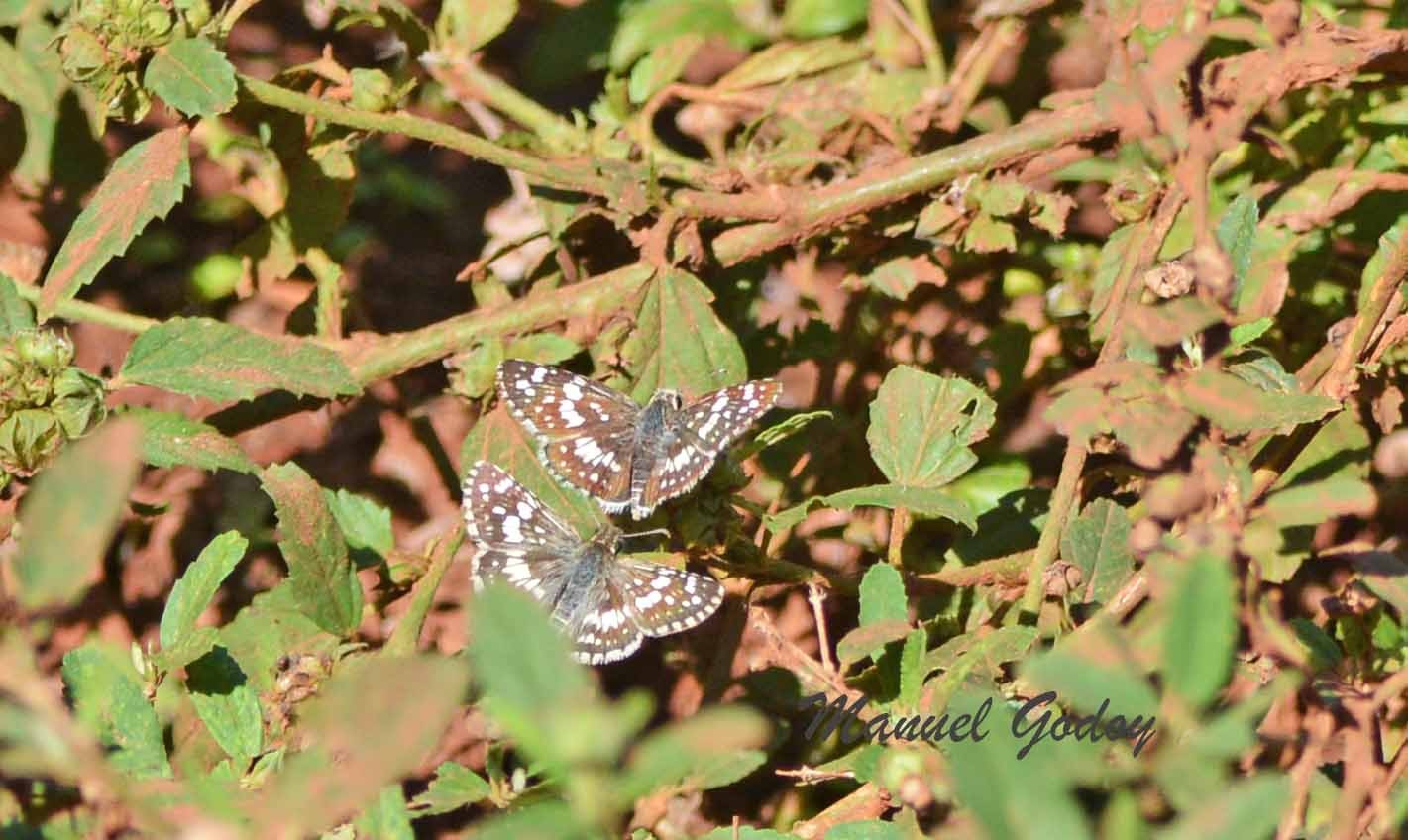 Burnsius&nbsp;orcynoides
