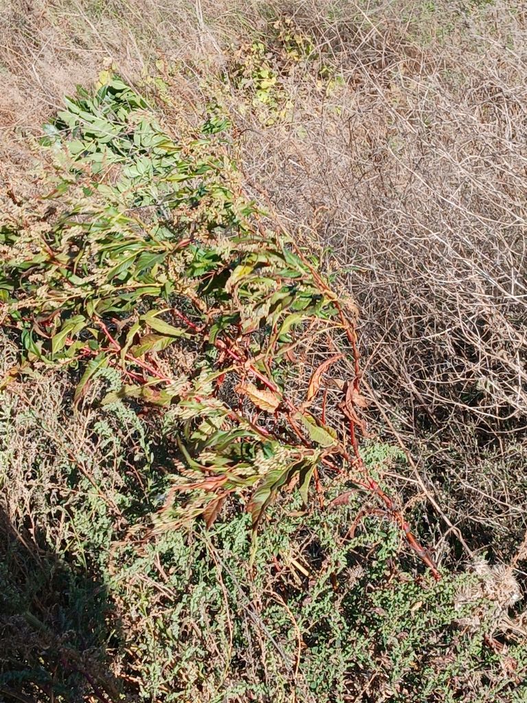 Persicaria&nbsp;lapathifolia