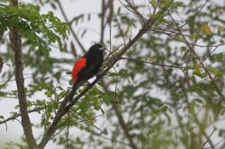 Foto Tangara Grupirroja
