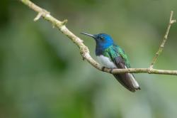 Foto Colibrí Nuca Blanca