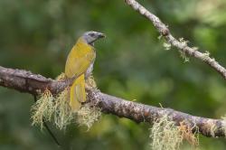 Foto Pepitero Garganta Canela