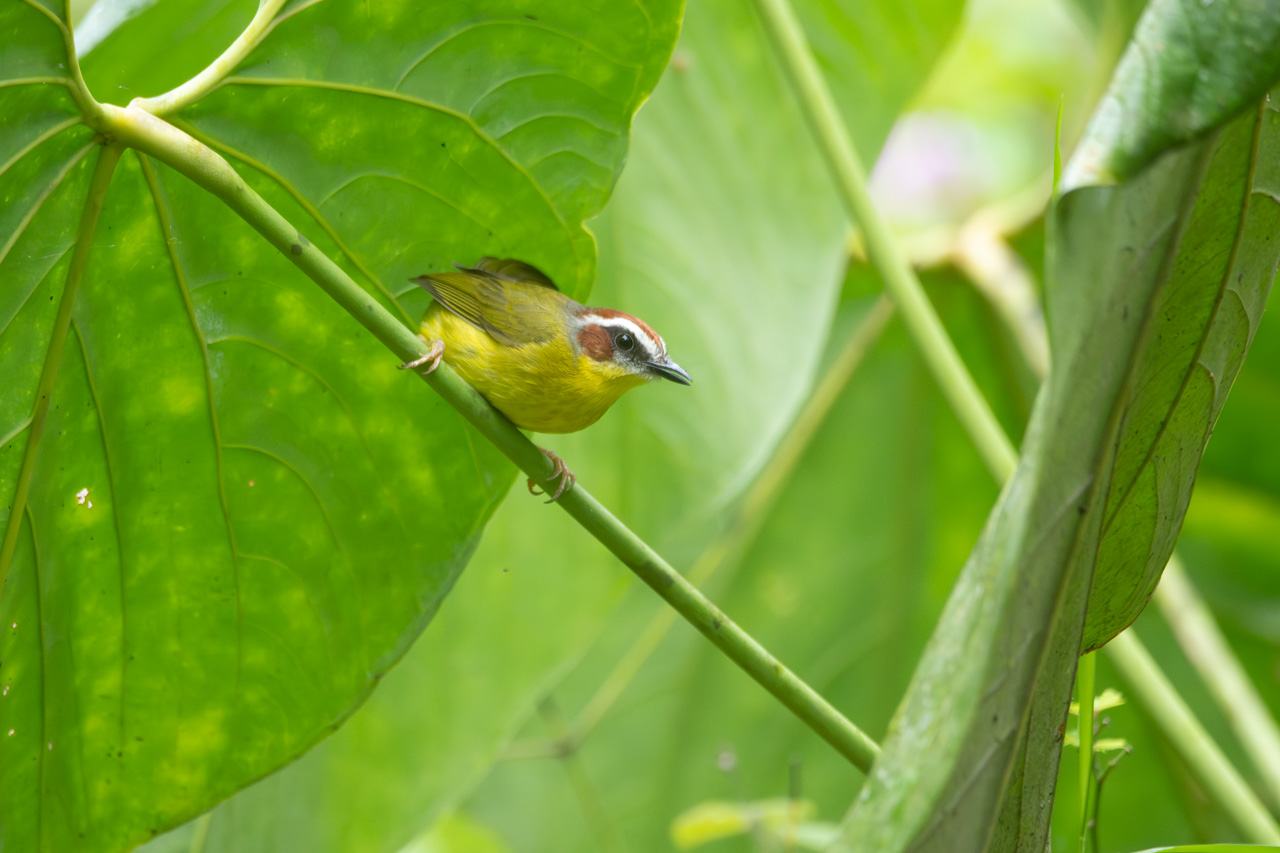 Basileuterus&nbsp;delattrii