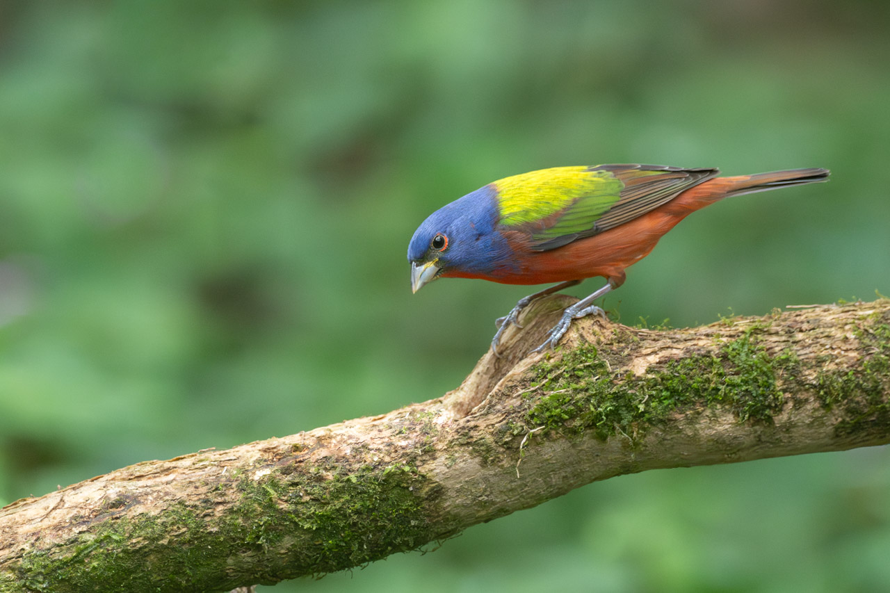 Passerina&nbsp;ciris
