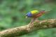  (Passerina ciris)