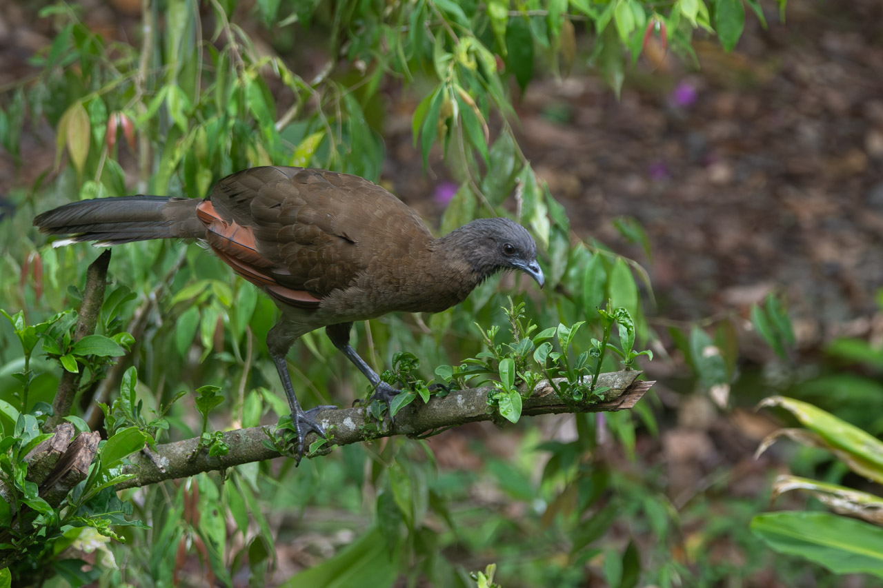 Photo Chachalaca Cabecigrís