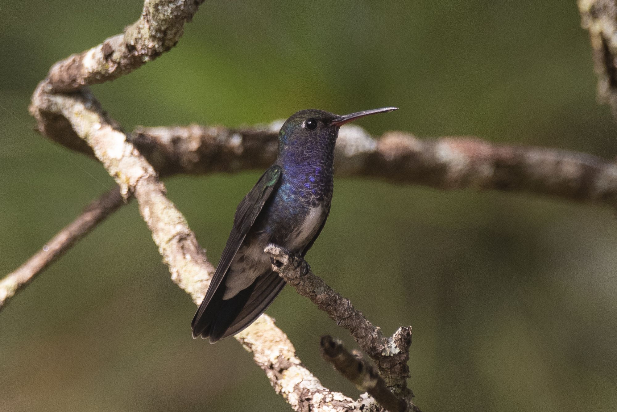 Foto Diamante de Pecho Zafiro