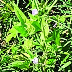 Foto Malva Cimarrona