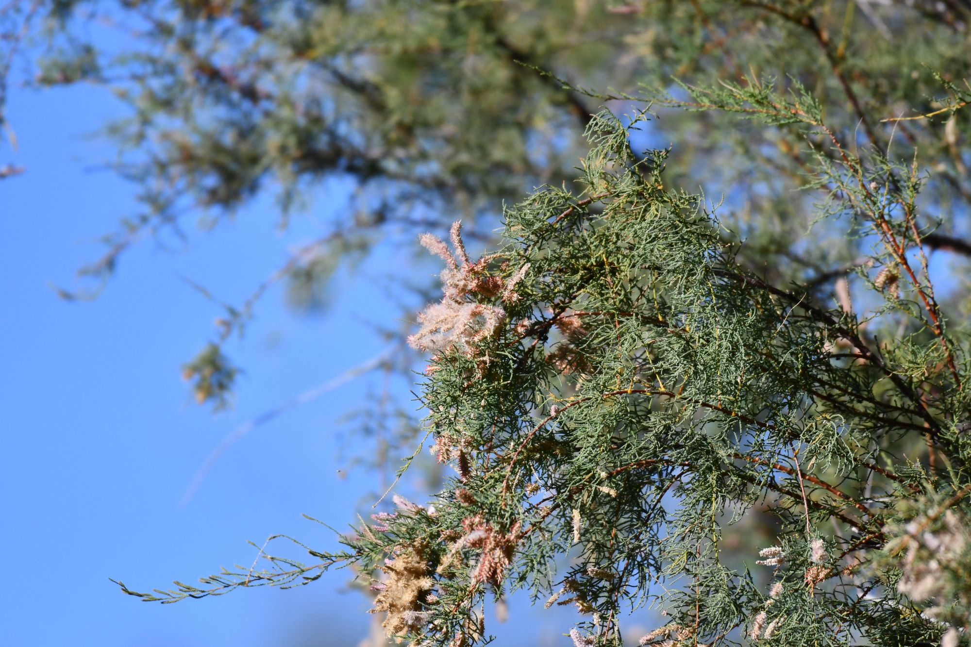 Tamarindus&nbsp;indica