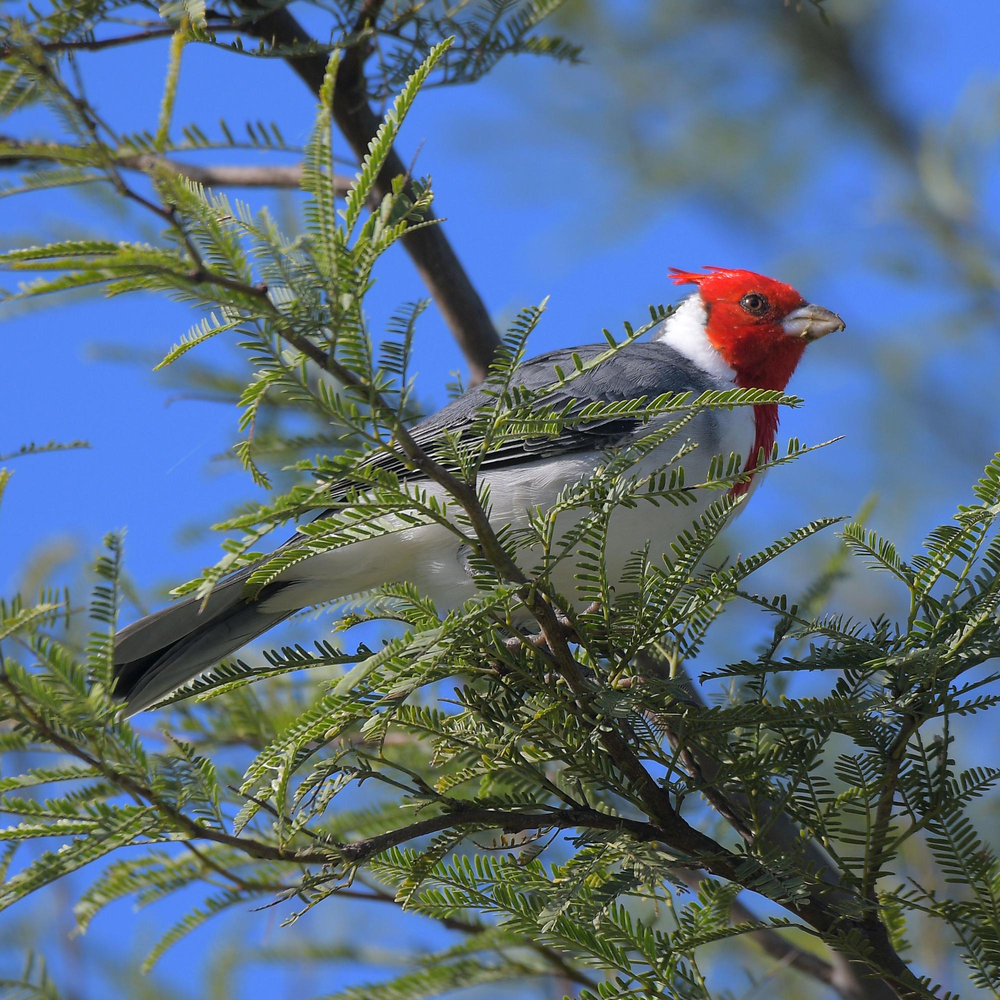 Photo Cardenal Común