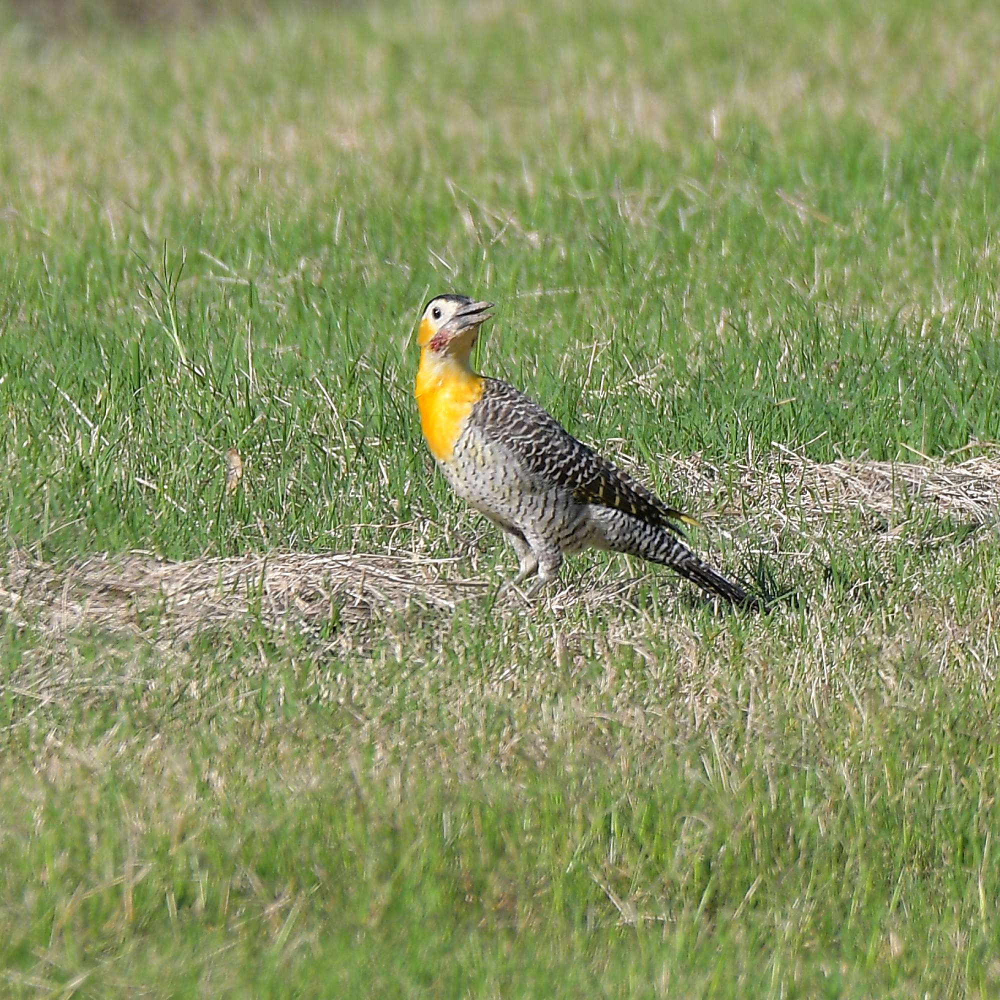 Foto Carpintero Campestre