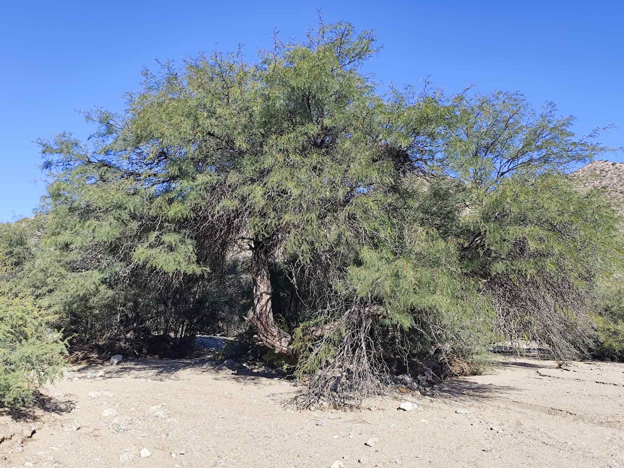Foto Algarrobo Negro