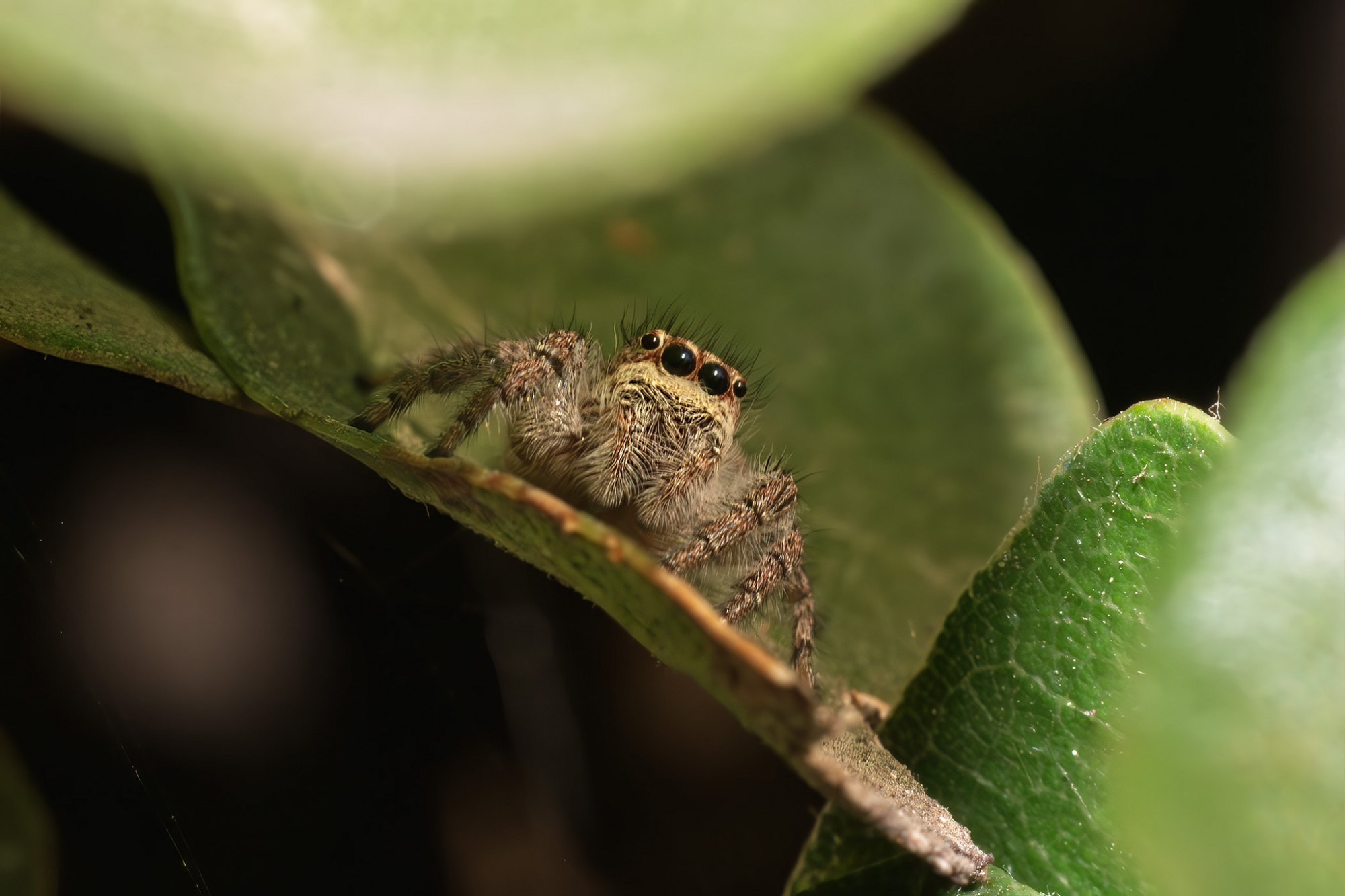 Megafreya&nbsp;sutrix