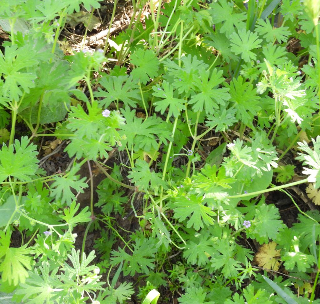 Geranium&nbsp;pusillum