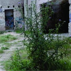 Foto Cardo Común