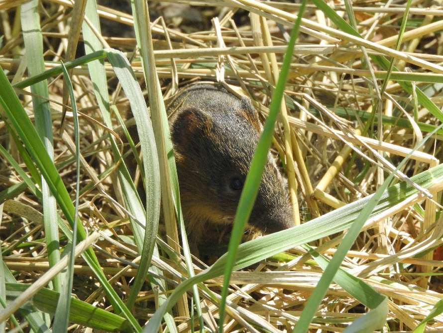 Oxymycterus&nbsp;rufus