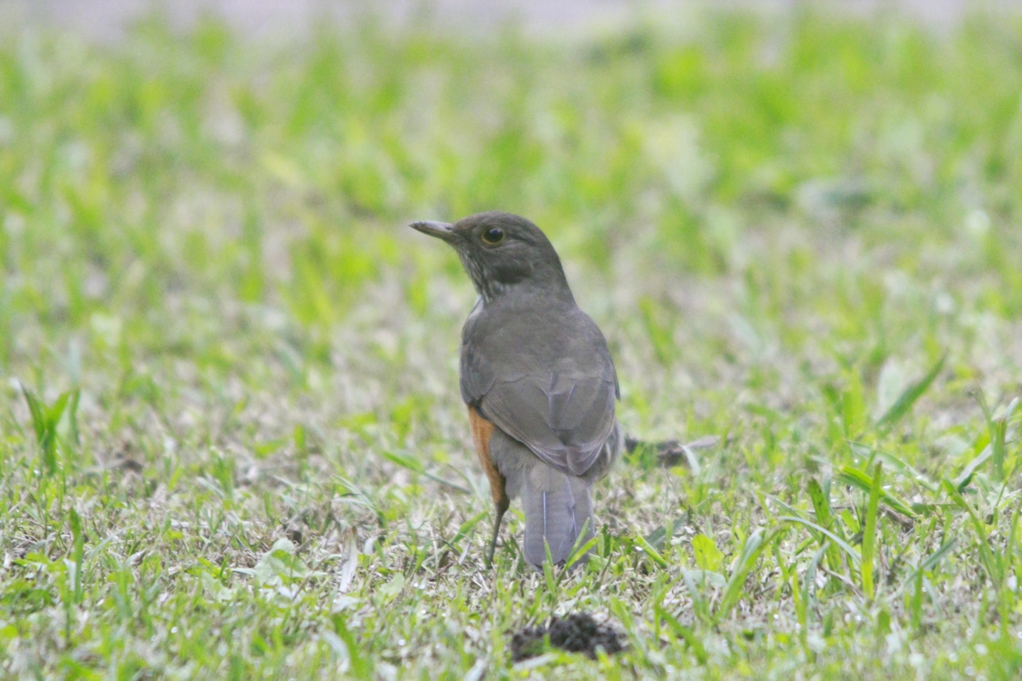 Zorzal Colorado (Turdus rufiventris)