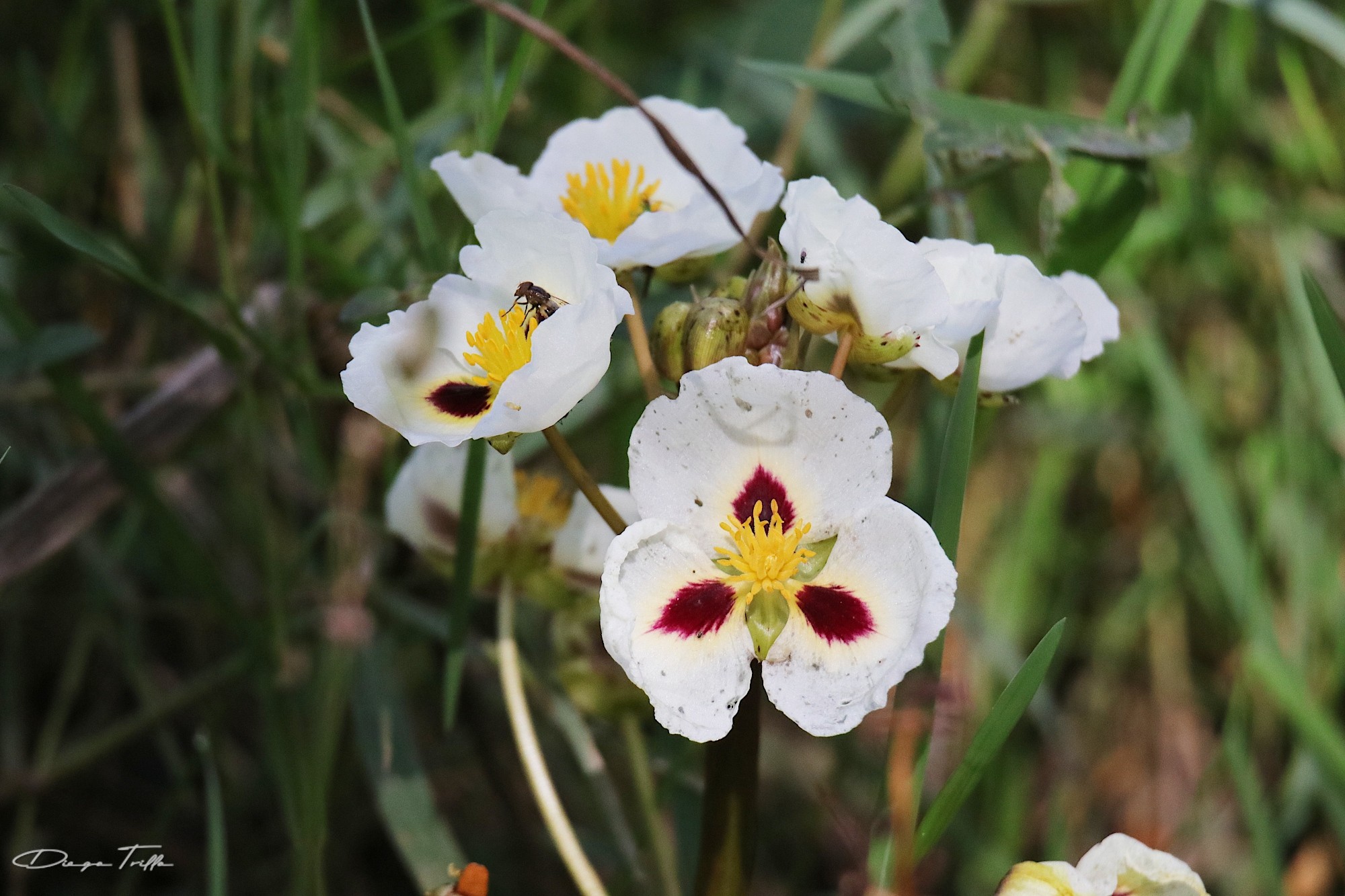 Sagittaria&nbsp;montevidensis