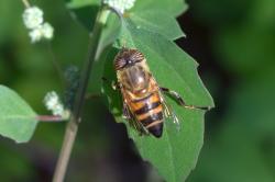 Foto Mosca Tigre