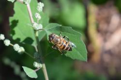 Foto Mosca Tigre