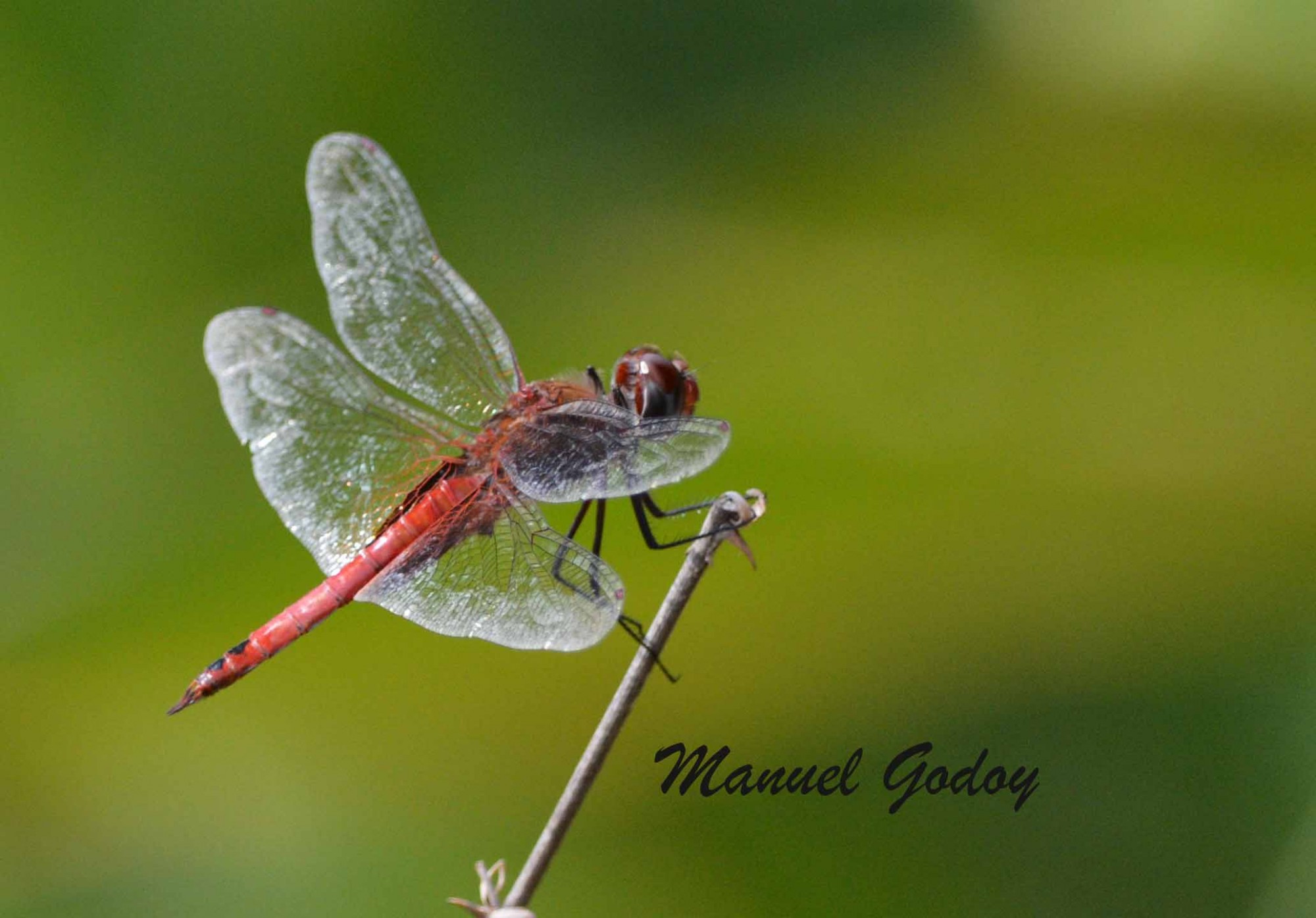 Tramea&nbsp;abdominalis