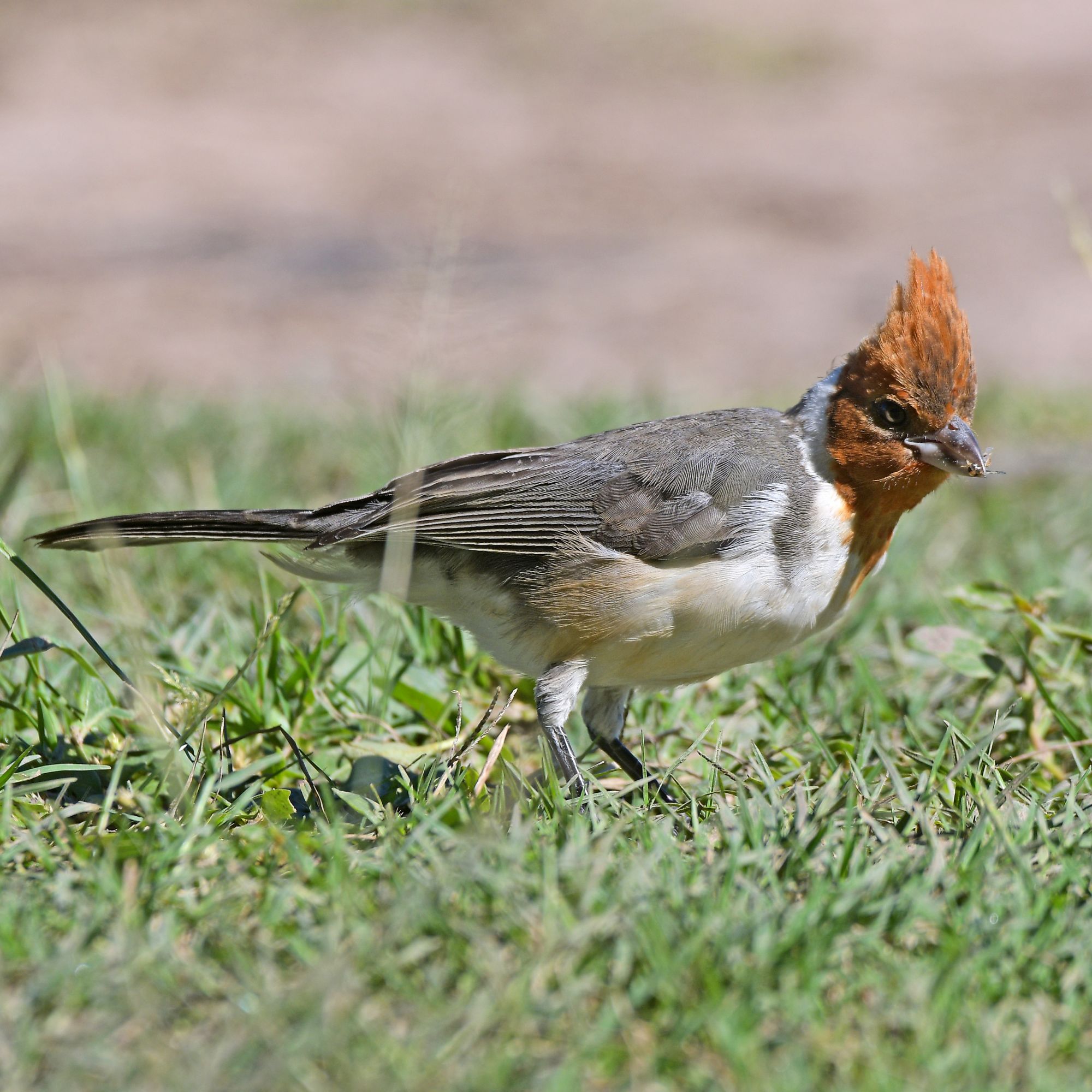 Photo Cardenal Común