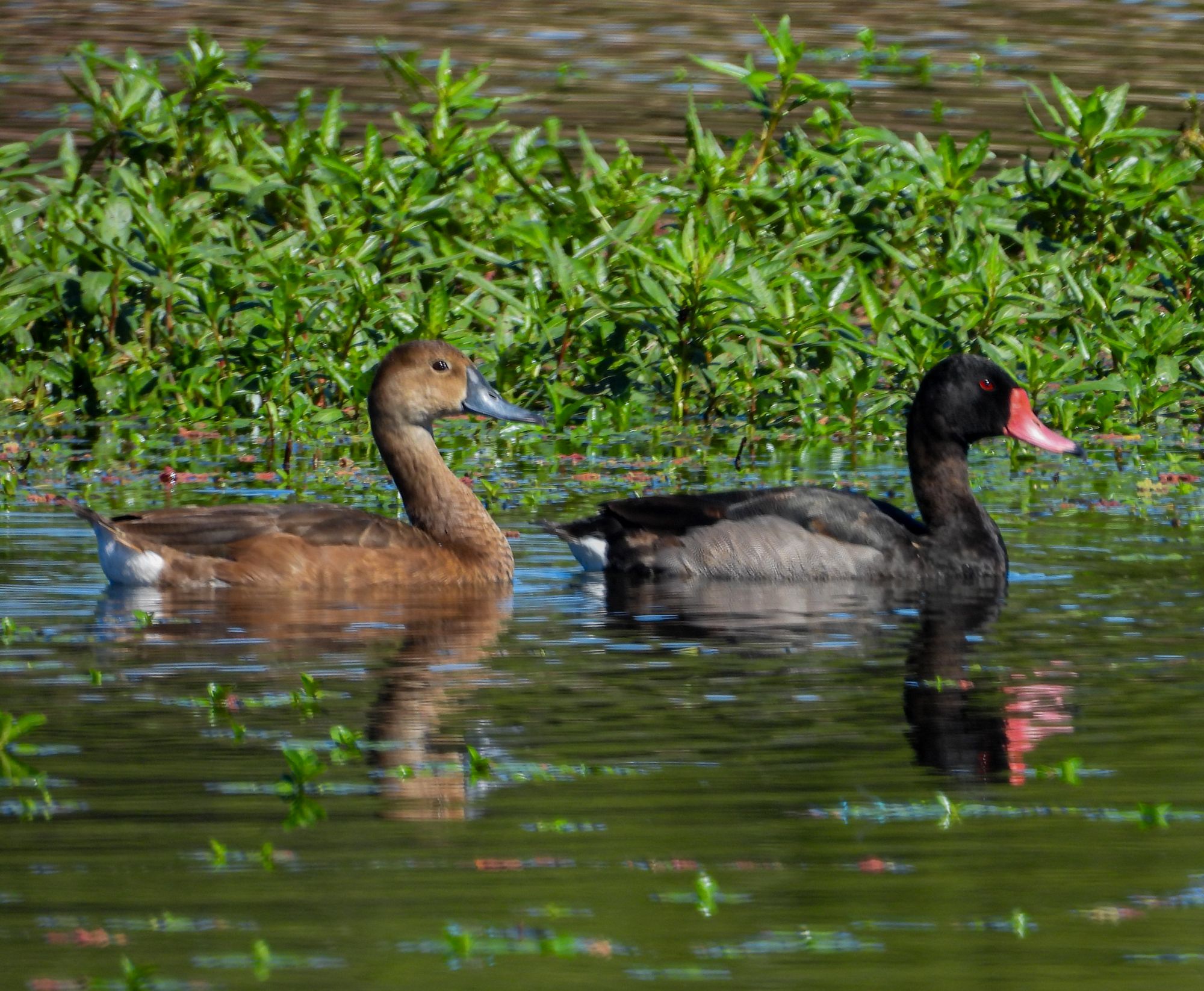 Photo Pato Picazo