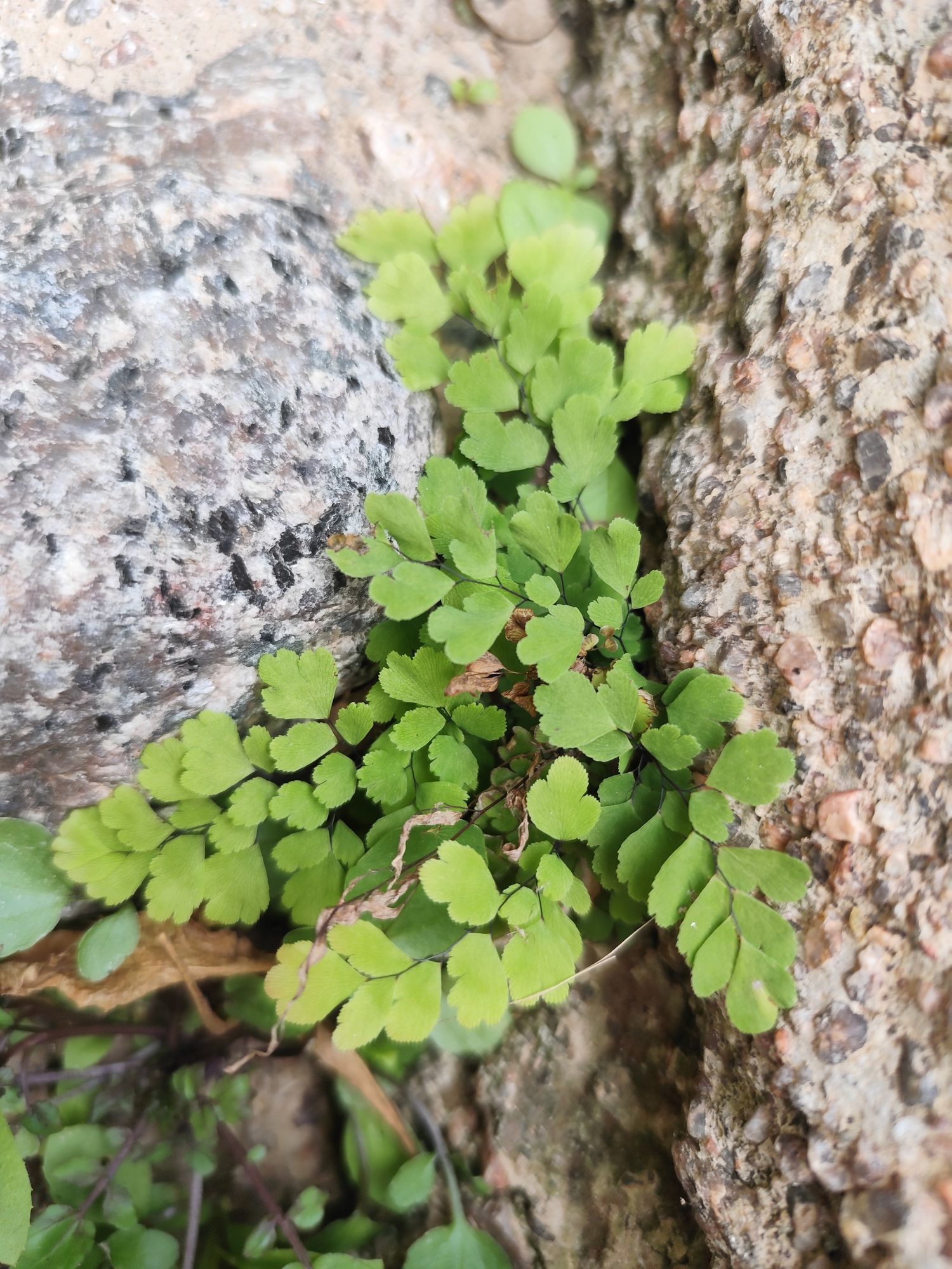 Foto Culantrillo