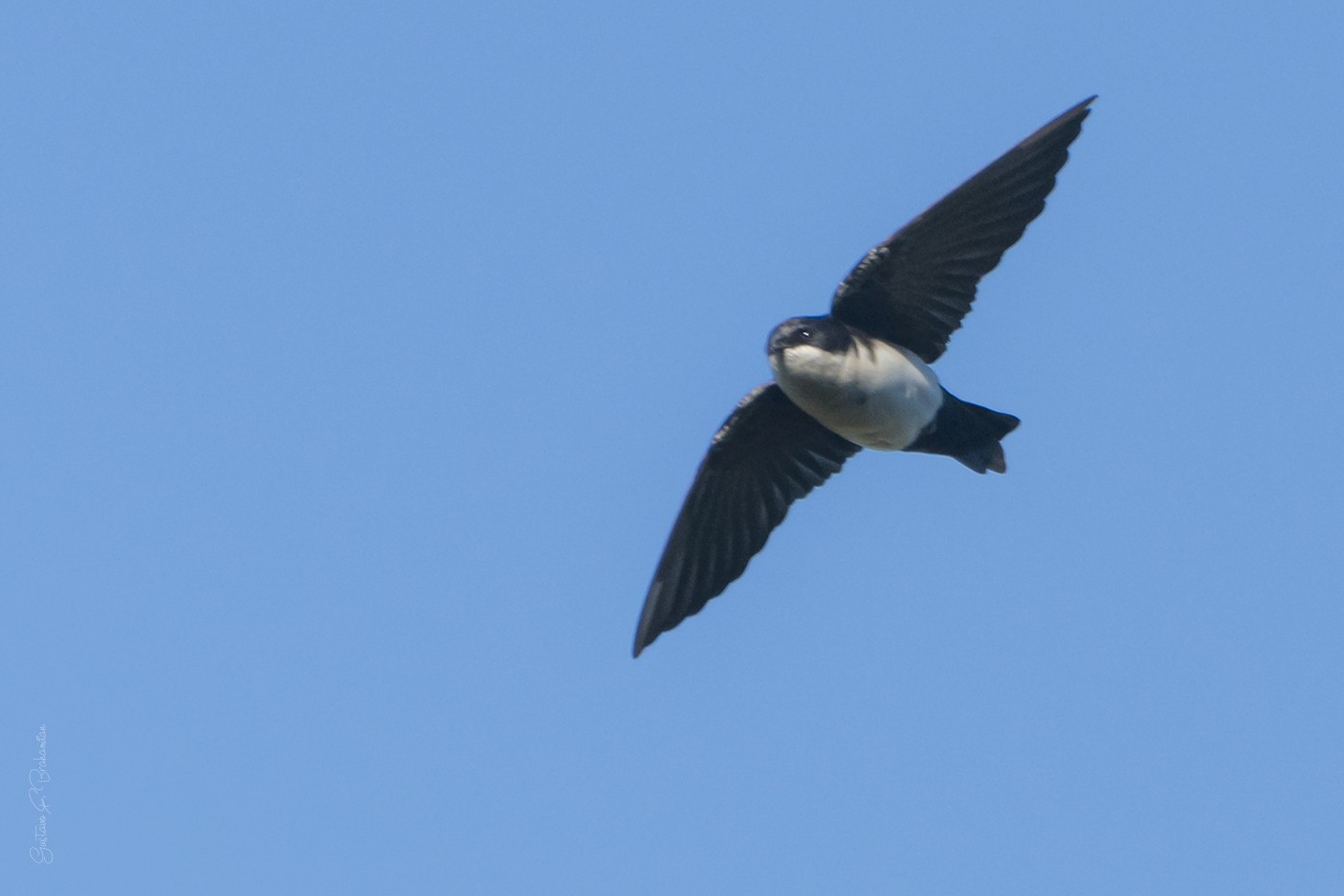 Foto Golondrina Barranquera