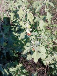 Foto Malva Rosa